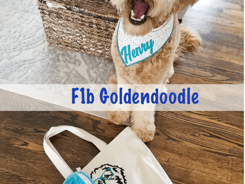 One Year Puppy&nbsp;Update!