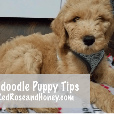 Our Goldendoodle| Puppy’s First Day&nbsp;Home