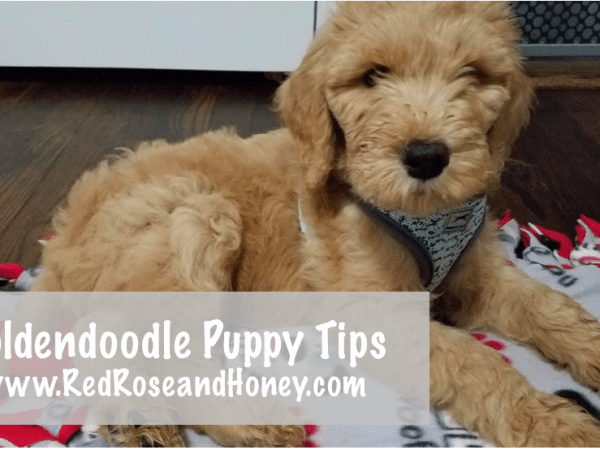 Our Goldendoodle| Puppy’s First Day&nbsp;Home